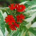LYCHNIS CHALCEDONICA 'THE FLASHER' seed image