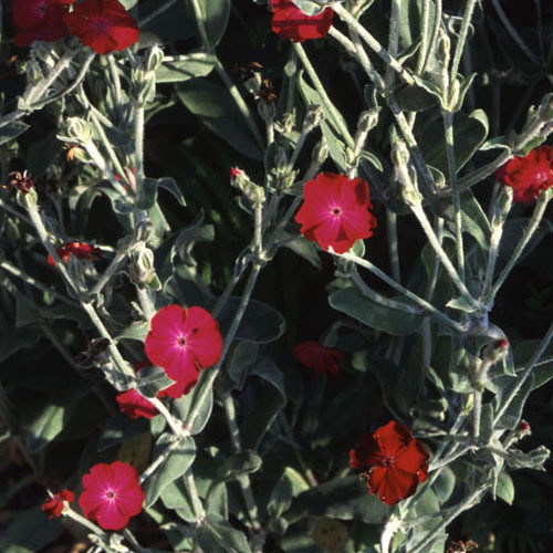 LYCHNIS CORONARIA seed image