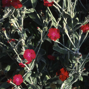 LYCHNIS CORONARIA seed image