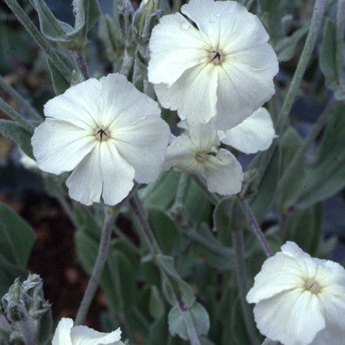LYCHNIS CORONARIA ALBA seed image