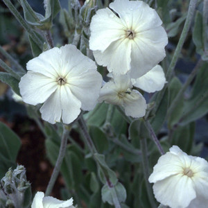 LYCHNIS CORONARIA ALBA seed image
