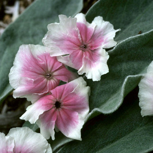 LYCHNIS CORONARIA 'ANGEL'S BLUSH' seed image