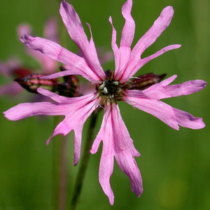 LYCHNIS FLOS-CUCULI NANA seed image