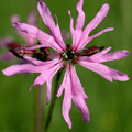 LYCHNIS FLOS-CUCULI NANA seed image