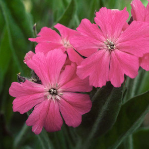 LYCHNIS FLOS-JOVIS seed image