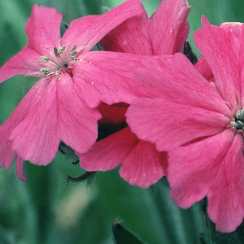 LYCHNIS FLOS-JOVIS NANA seed image