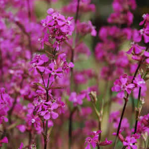 LYCHNIS VISCARIA seed image