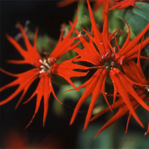 LYCHNIS WILFORDII seed image