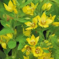 LYSIMACHIA PUNCTATA seed image