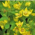 LYSIMACHIA PUNCTATA seed image