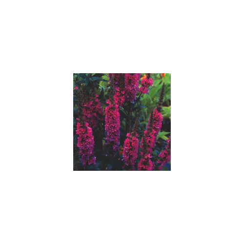 Lythrum 'the beacon'