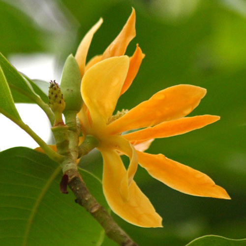 Acheter Real Michelia Champaca Tree Seeds Grow jaune Magnolia grandiflora 