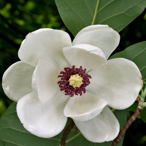 MAGNOLIA SIEBOLDII seed image