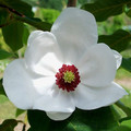 MAGNOLIA WILSONII seed image