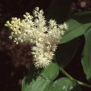 MAIANTHEMUM RACEMOSUM (SMILACINA RACEMOSA) seed image