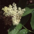 MAIANTHEMUM RACEMOSUM (SMILACINA RACEMOSA) seed image
