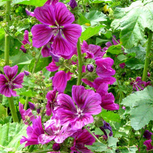 Mallow flower mystic Merlin home garden rare beautiful plants perennial 30 seeds 