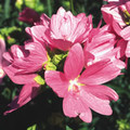 MALVA MOSCHATA seed image