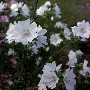 MALVA MOSCHATA ALBA seed image
