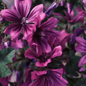 MALVA SYLVESTRIS seed image