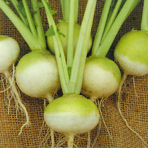 TURNIP MANCHESTER MARKET seed image