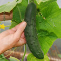 CUCUMBER MARKETMORE seed image