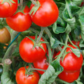 TOMATO MASKOTKA seed image