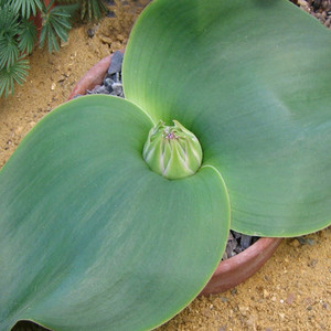 MASSONIA DEPRESSA seed image