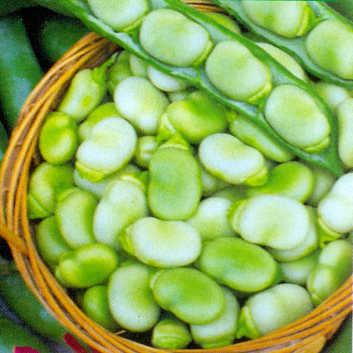 BEAN MASTERPIECE GREEN LONGPOD seed image