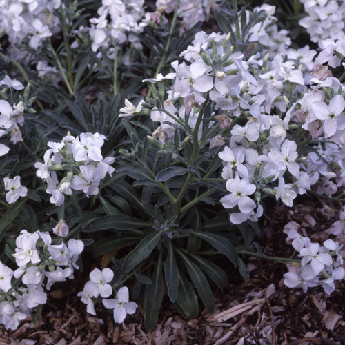 MATTHIOLA ARBORESCENS ALBA seed image