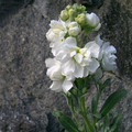 MATTHIOLA INCANA seed image