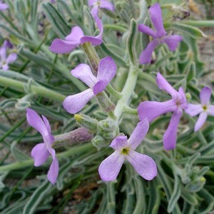 MATTHIOLA SINUATA seed image