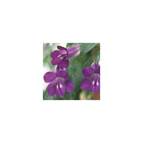 MAURANDYA BARCLAIANA seed image