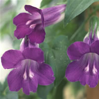 MAURANDYA BARCLAIANA seed image