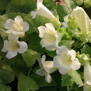 MAURANDYA 'BRIDAL BOUQUET' (ERUBESCENS) seed image
