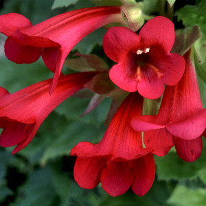 MAURANDYA ERUBESCENS 'MAGIC DRAGON' seed image