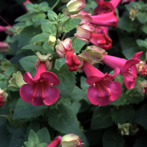 MAURANDYA PURPUSII 'VICTORIA FALLS' seed image