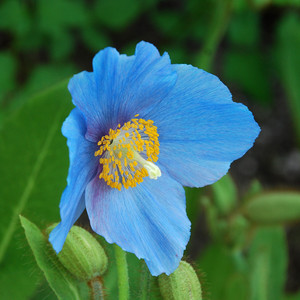 Meconopsis Punicea x 20  Fresh Seed Very rare 