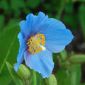 MECONOPSIS BAILEYI seed image