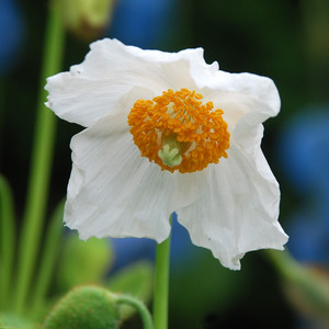 MECONOPSIS BAILEYI ALBA seed image