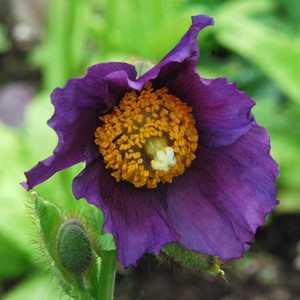 MECONOPSIS BAILEYI 'HENSOL VIOLET' seed image