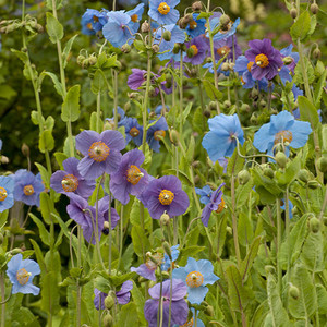 MECONOPSIS BAILEYI SHADES OF BLUE seed image