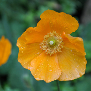 MECONOPSIS CAMBRICA var. AURANTIACA seed image