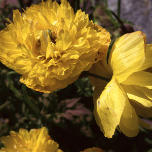MECONOPSIS CAMBRICA DOUBLE YELLOW seed image