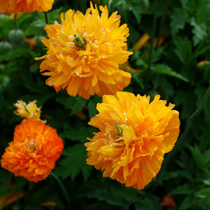MECONOPSIS CAMBRICA FL. PL. AURANTIACA seed image