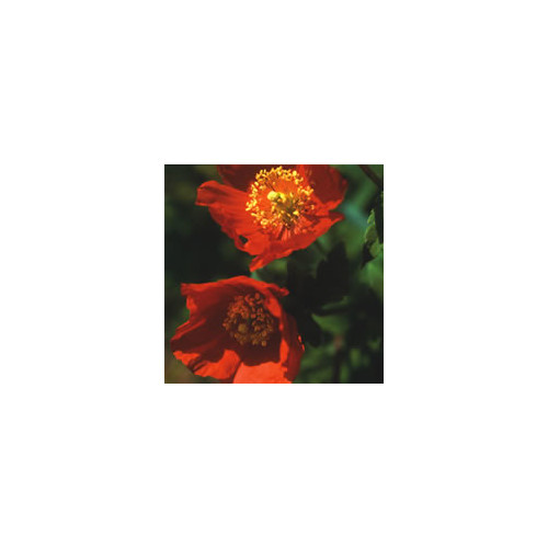 MECONOPSIS CAMBRICA 'FRANCES PERRY' seed image