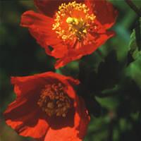 MECONOPSIS CAMBRICA 'FRANCES PERRY' seed image
