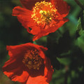 MECONOPSIS CAMBRICA 'FRANCES PERRY' seed image