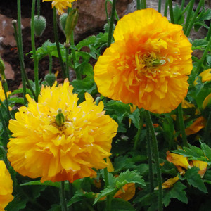 MECONOPSIS CAMBRICA MIXED seed image