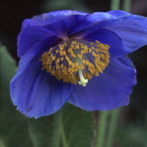 MECONOPSIS GRANDIS seed image